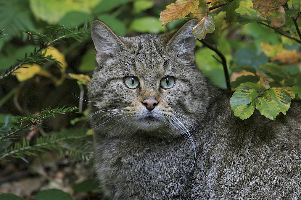Im Nationalpark Hunsrück-Hochwald leben nachweislich über 100 Wildkatzen, sodass von einer stabilen Population gesprochen werden kann. Foto: Konrad Funk