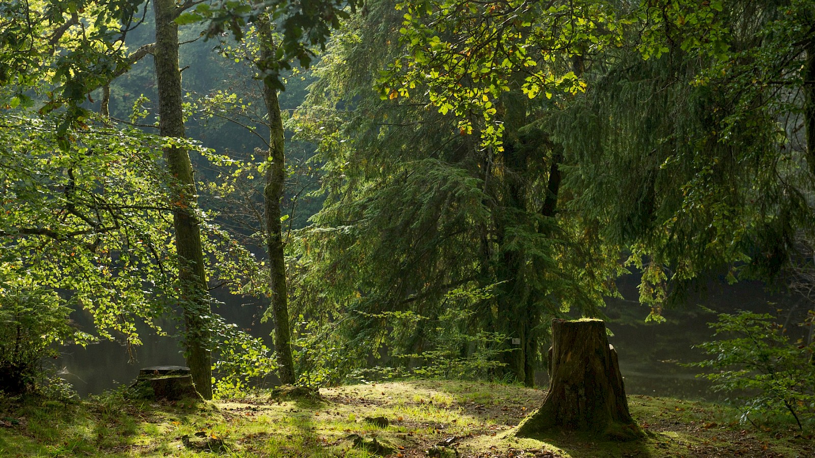 Der Nationalpark Hunsrück-Hochwald feiert sein 10-jähriges Bestehen. Foto: Klaus-Peter Kappest.
